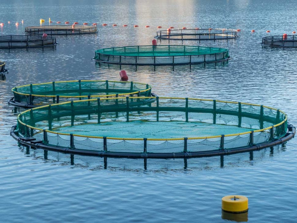 Bridging Blooms and Waters: The Dual Magic of Carnation Nets and Aquaculture Plastic Nets in Surat